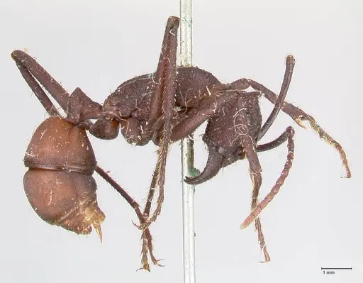 Rhytidoponera taurus specimen FOCOL0907 image focol0907_4