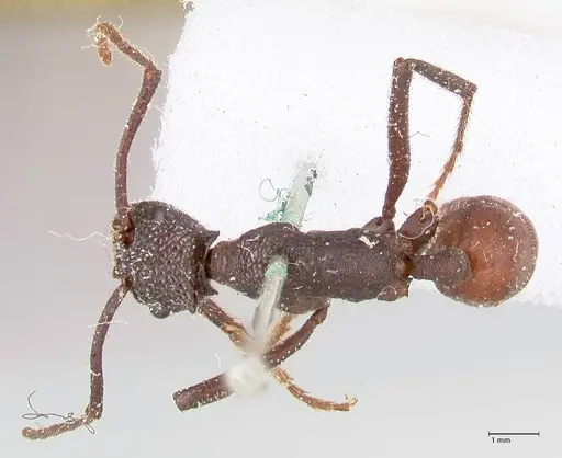 Rhytidoponera taurus specimen FOCOL0908 image focol0908_1