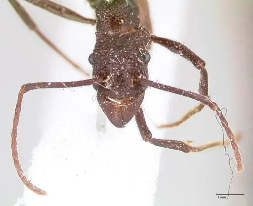 Rhytidoponera taurus specimen FOCOL0908 image focol0908_2