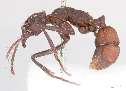 Rhytidoponera taurus specimen FOCOL0908 image focol0908_3
