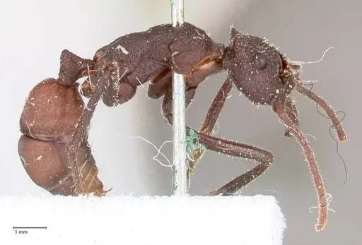 Rhytidoponera taurus specimen FOCOL0908 image focol0908_4