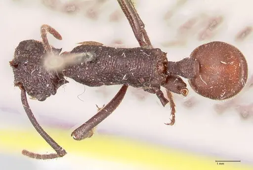 Rhytidoponera taurus specimen FOCOL0909 image focol0909_1