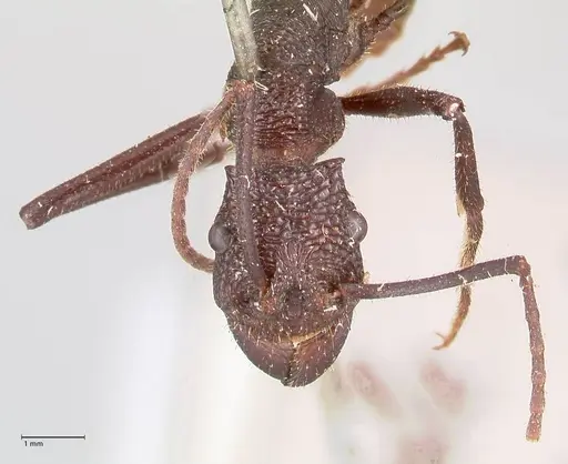 Rhytidoponera taurus specimen FOCOL0909 image focol0909_2