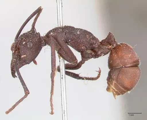 Rhytidoponera taurus specimen FOCOL0909 image focol0909_3