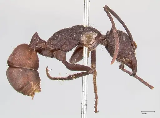 Rhytidoponera taurus specimen FOCOL0909 image focol0909_4