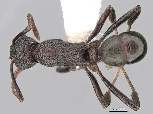 Rhytidoponera tenuis specimen CASENT0281253 image casent0281253_1