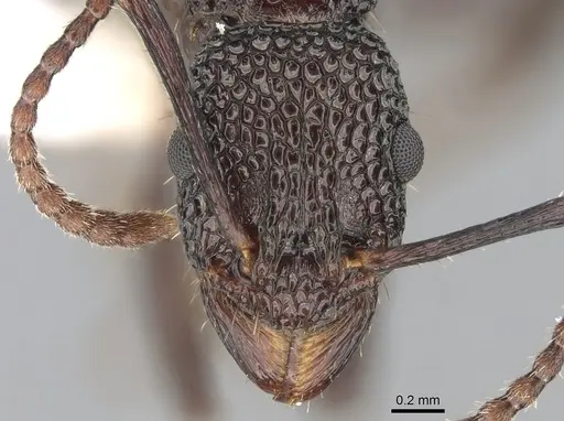 Rhytidoponera tenuis specimen CASENT0281253 image casent0281253_2