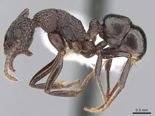 Rhytidoponera tenuis specimen CASENT0281253 image casent0281253_3