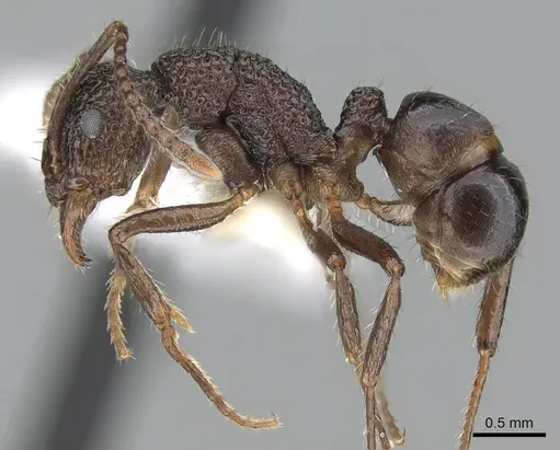 Rhytidoponera tenuis specimen CASENT0281254 image casent0281254_3