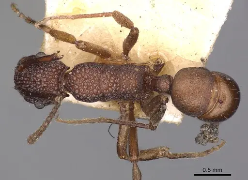 Rhytidoponera tenuis specimen CASENT0900533 image casent0900533_1