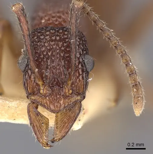 Rhytidoponera tenuis specimen CASENT0900533 image casent0900533_2