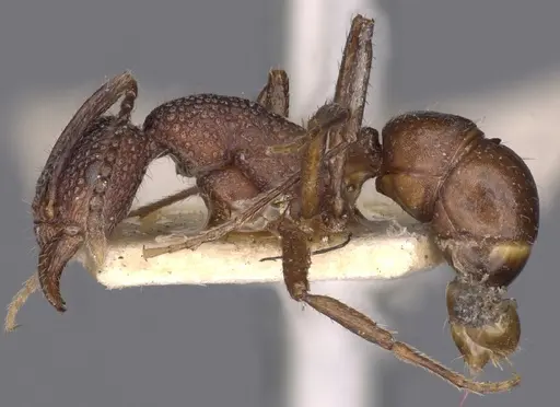 Rhytidoponera tenuis specimen CASENT0900533 image casent0900533_3
