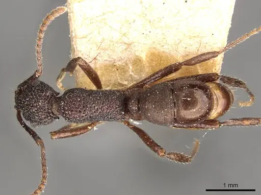 Rhytidoponera tenuis specimen CASENT0907162 image casent0907162_1