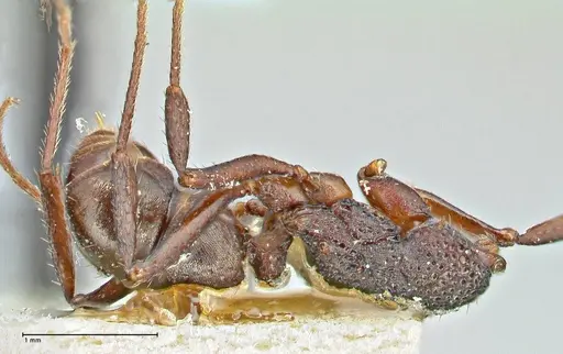 Rhytidoponera tenuis specimen FOCOL2889 image focol2889_1