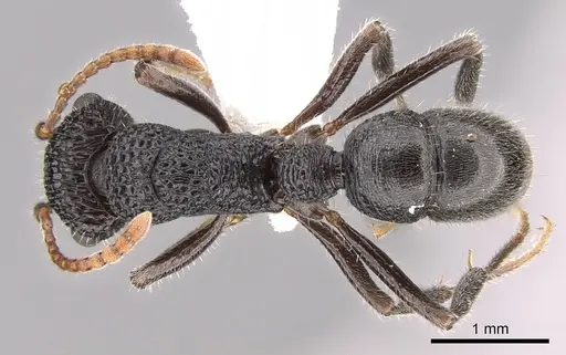 Rhytidoponera terrestris specimen CASENT0281327 image casent0281327_1