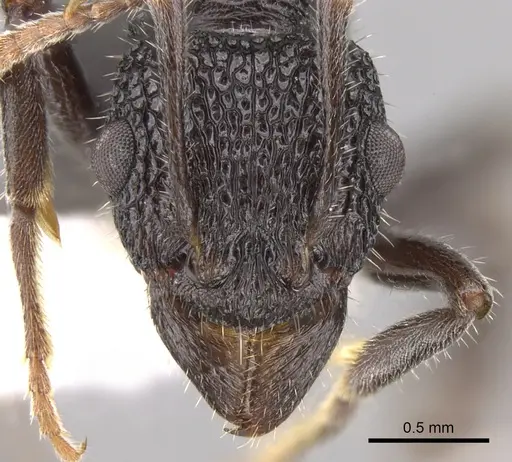 Rhytidoponera terrestris specimen CASENT0281327 image casent0281327_2