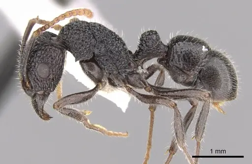 Rhytidoponera terrestris specimen CASENT0281327 image casent0281327_3
