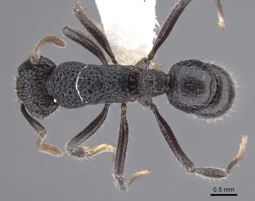 Rhytidoponera terrestris specimen CASENT0915354 image casent0915354_1