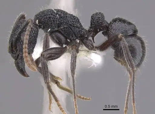 Rhytidoponera terrestris specimen CASENT0915354 image casent0915354_3