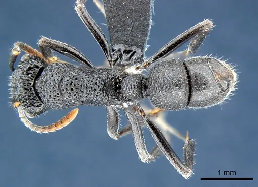 Rhytidoponera terrestris specimen CSIRONC0115 image csironc0115_1