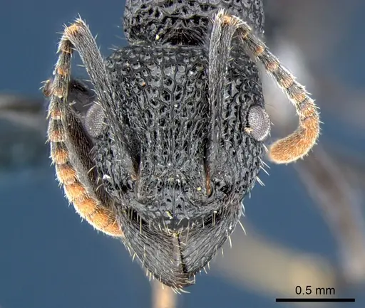 Rhytidoponera terrestris specimen CSIRONC0115 image csironc0115_2