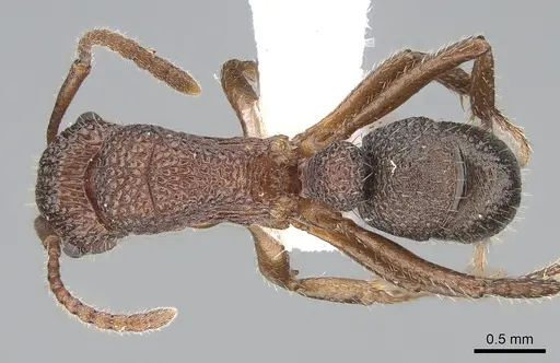 Rhytidoponera trachypyx specimen CASENT0281257 image casent0281257_1