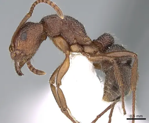Rhytidoponera trachypyx specimen CASENT0281257 image casent0281257_3