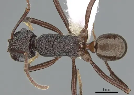 Rhytidoponera turneri specimen CASENT0281270 image casent0281270_1