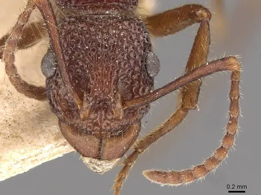 Rhytidoponera turneri specimen CASENT0907163 image casent0907163_2