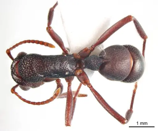 Rhytidoponera tyloxys specimen ANTWEB1008715 image antweb1008715_1