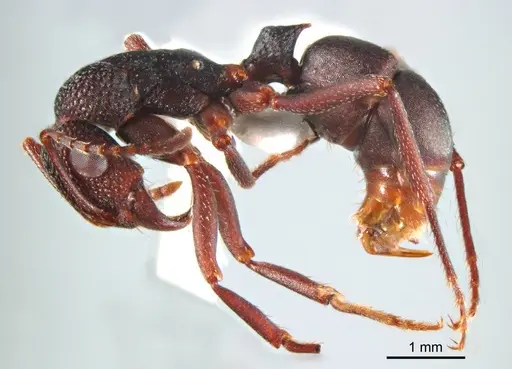 Rhytidoponera tyloxys specimen ANTWEB1008715 image antweb1008715_4