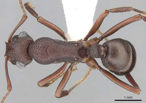 Rhytidoponera tyloxys specimen CASENT0281274 image casent0281274_1