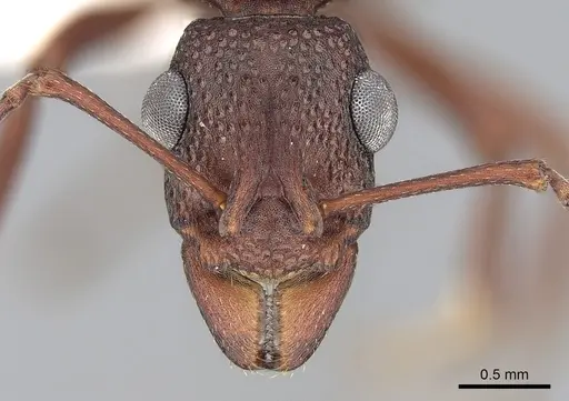 Rhytidoponera tyloxys specimen CASENT0281274 image casent0281274_2