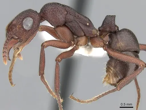 Rhytidoponera tyloxys specimen CASENT0281274 image casent0281274_3