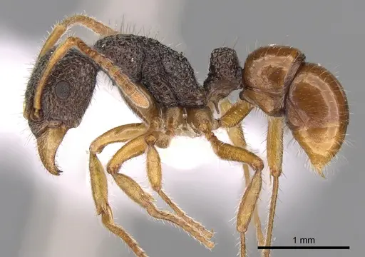 Rhytidoponera versicolor specimen CASENT0281328 image casent0281328_3