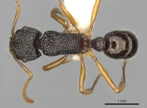 Rhytidoponera versicolor specimen CASENT0281833 image casent0281833_1