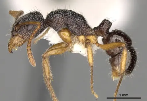 Rhytidoponera versicolor specimen CASENT0281833 image casent0281833_3