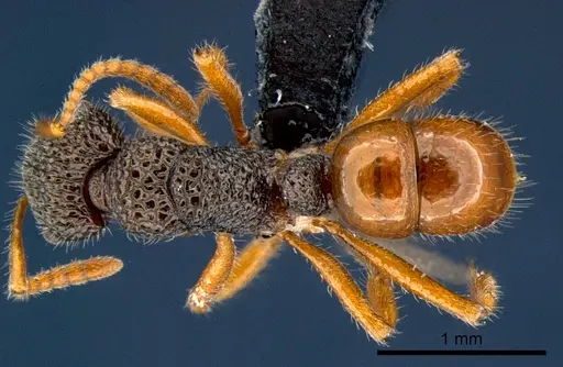 Rhytidoponera versicolor specimen CSIRONC0118 image csironc0118_1