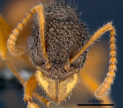 Rhytidoponera versicolor specimen CSIRONC0118 image csironc0118_2