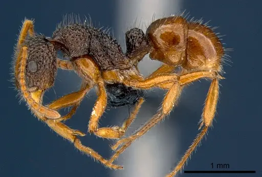 Rhytidoponera versicolor specimen CSIRONC0118 image csironc0118_3