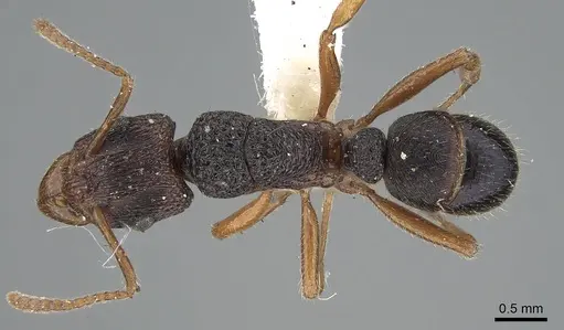 Rhytidoponera victoriae specimen CASENT0281260 image casent0281260_1