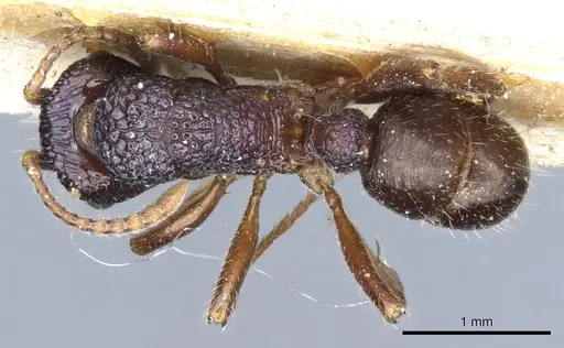 Rhytidoponera victoriae specimen CASENT0903829 image casent0903829_1