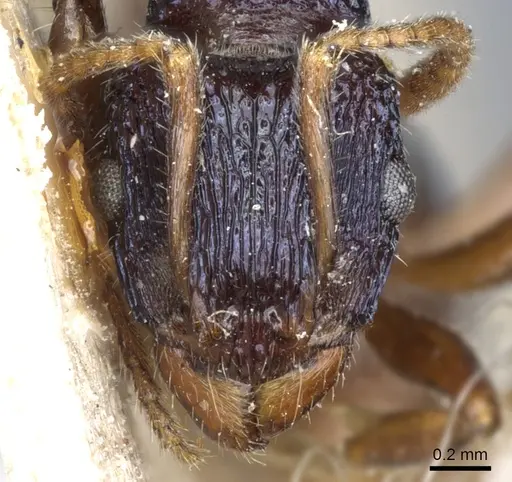 Rhytidoponera victoriae specimen CASENT0903829 image casent0903829_2