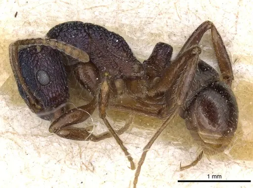 Rhytidoponera victoriae specimen CASENT0903829 image casent0903829_3