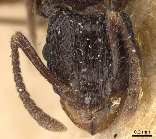 Rhytidoponera victoriae specimen CASENT0907164 image casent0907164_2
