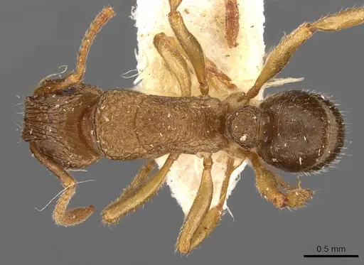 Rhytidoponera victoriae specimen CASENT0907166 image casent0907166_1