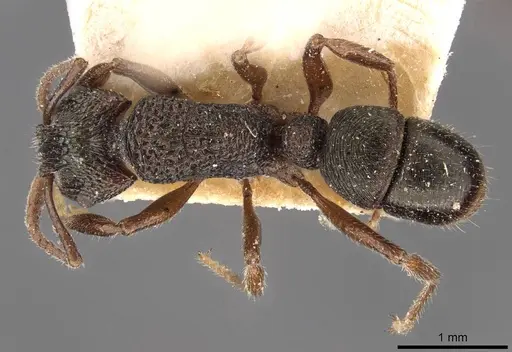Rhytidoponera victoriae specimen CASENT0907167 image casent0907167_1