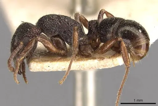 Rhytidoponera victoriae specimen CASENT0907167 image casent0907167_3