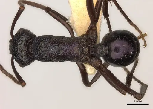 Rhytidoponera violacea specimen CASENT0217496 image casent0217496_1
