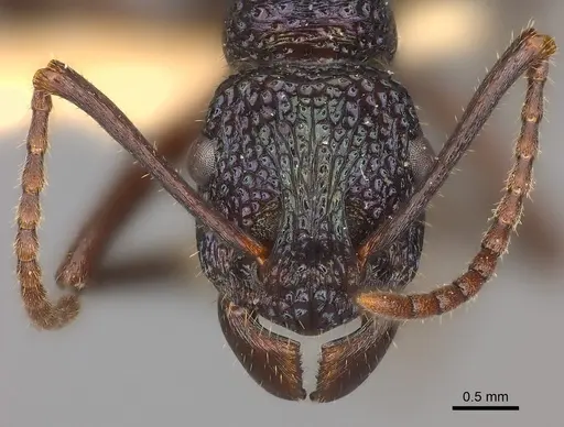 Rhytidoponera violacea specimen CASENT0217496 image casent0217496_2
